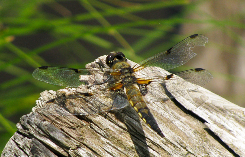 Identificazione: Libellula quadrimaculata della Puglia!